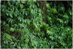 Elatostema lineolatum